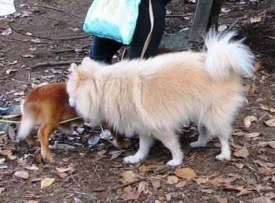 神代植物公園自由広場
